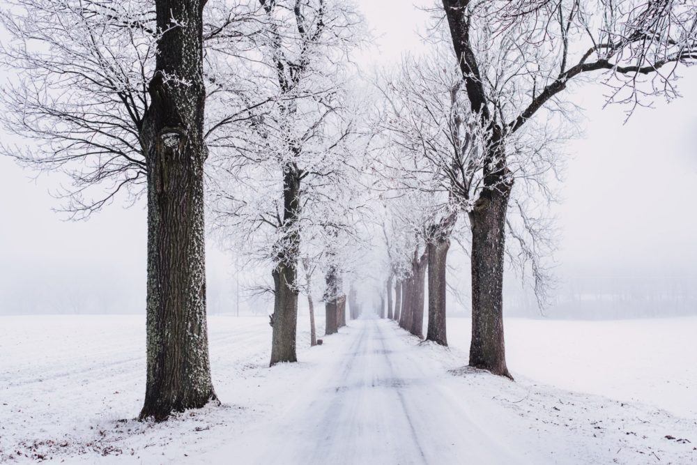 snowy road lined with trees