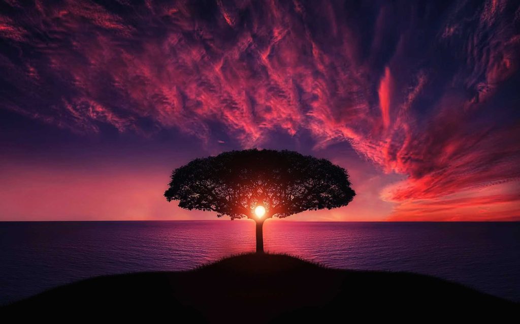 tree and pink sunset