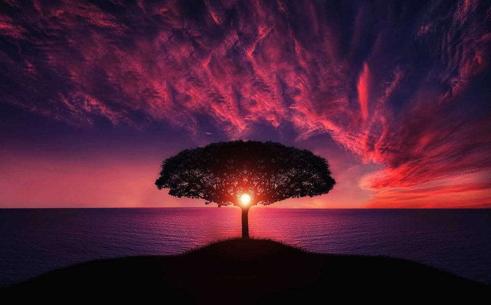 tree and pink sunset