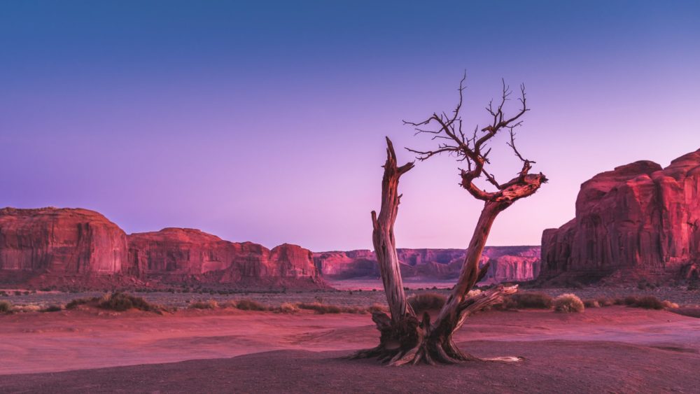 tree in desert at pink sunset