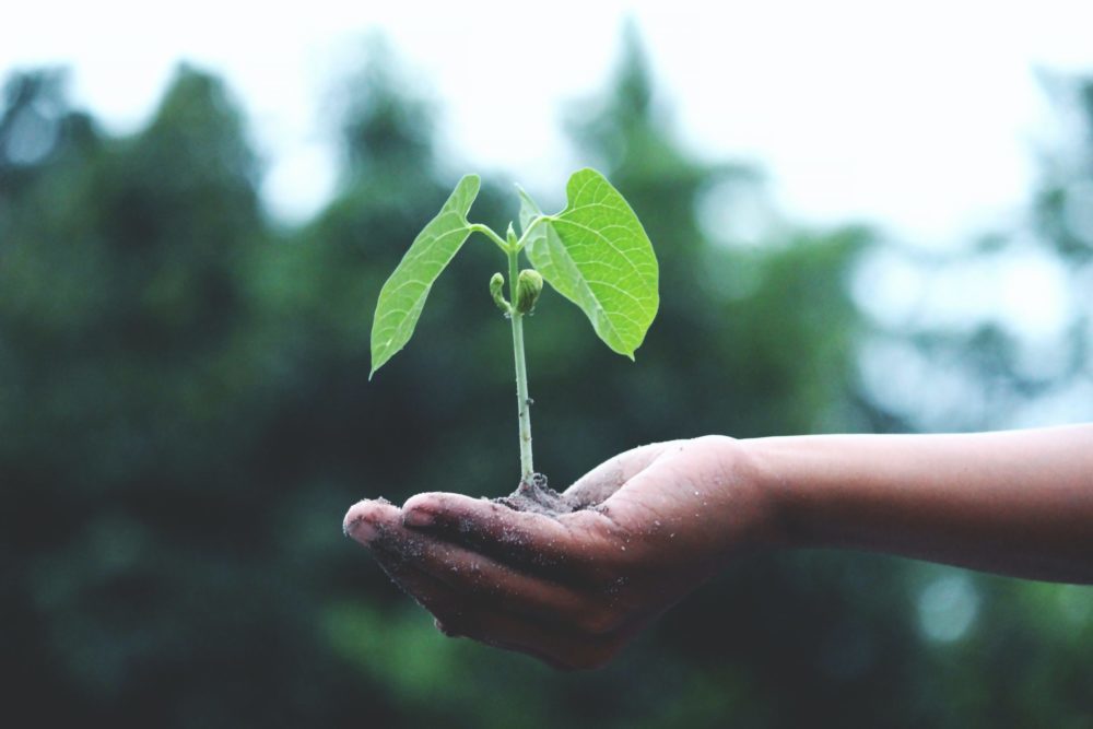 sapling in hand