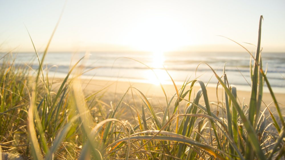 wheat by the sea