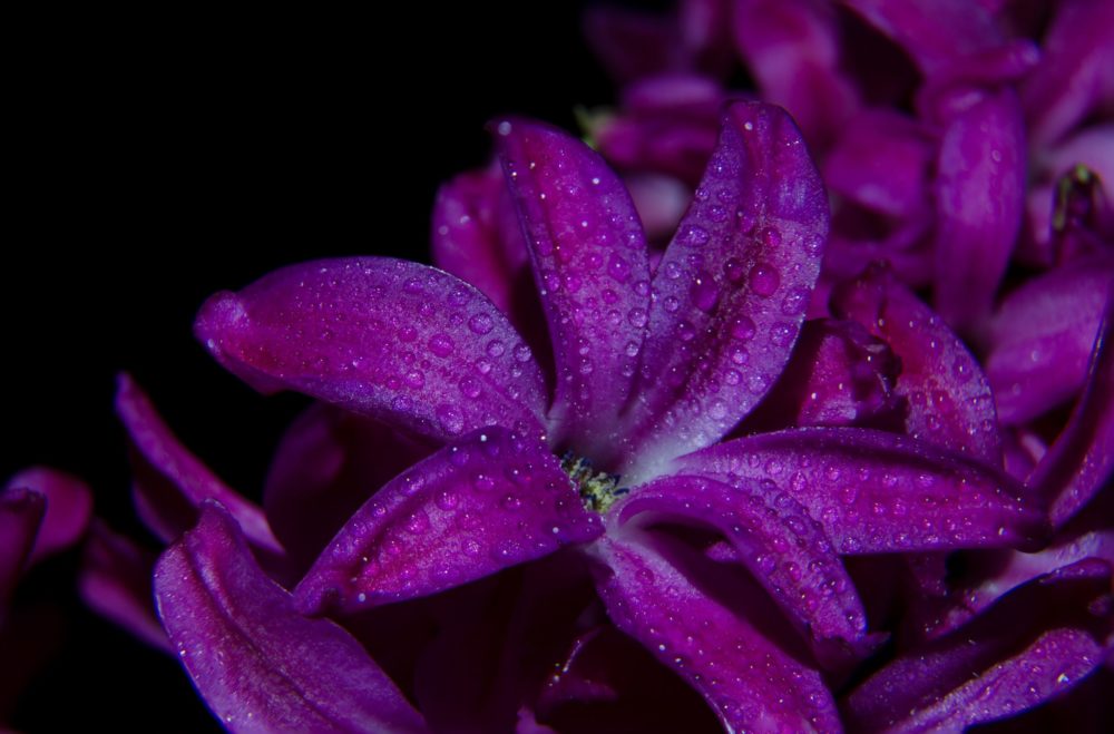 purple flowers wet pedals