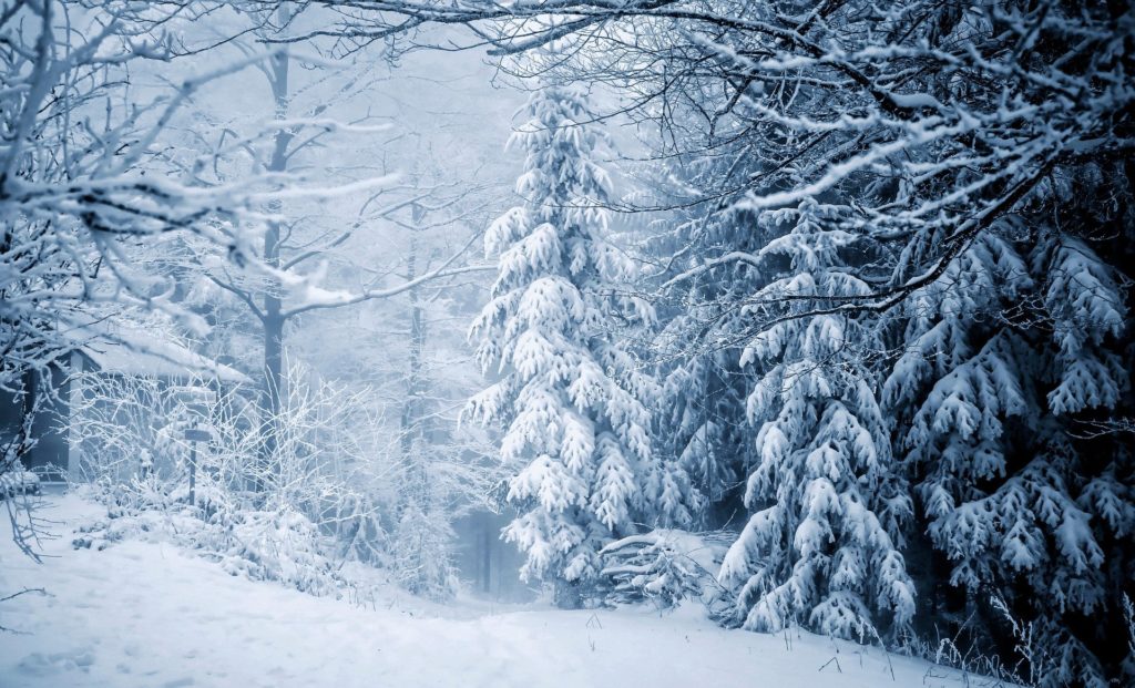 snowy landscape with trees