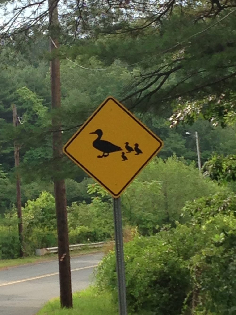 ducks crossing