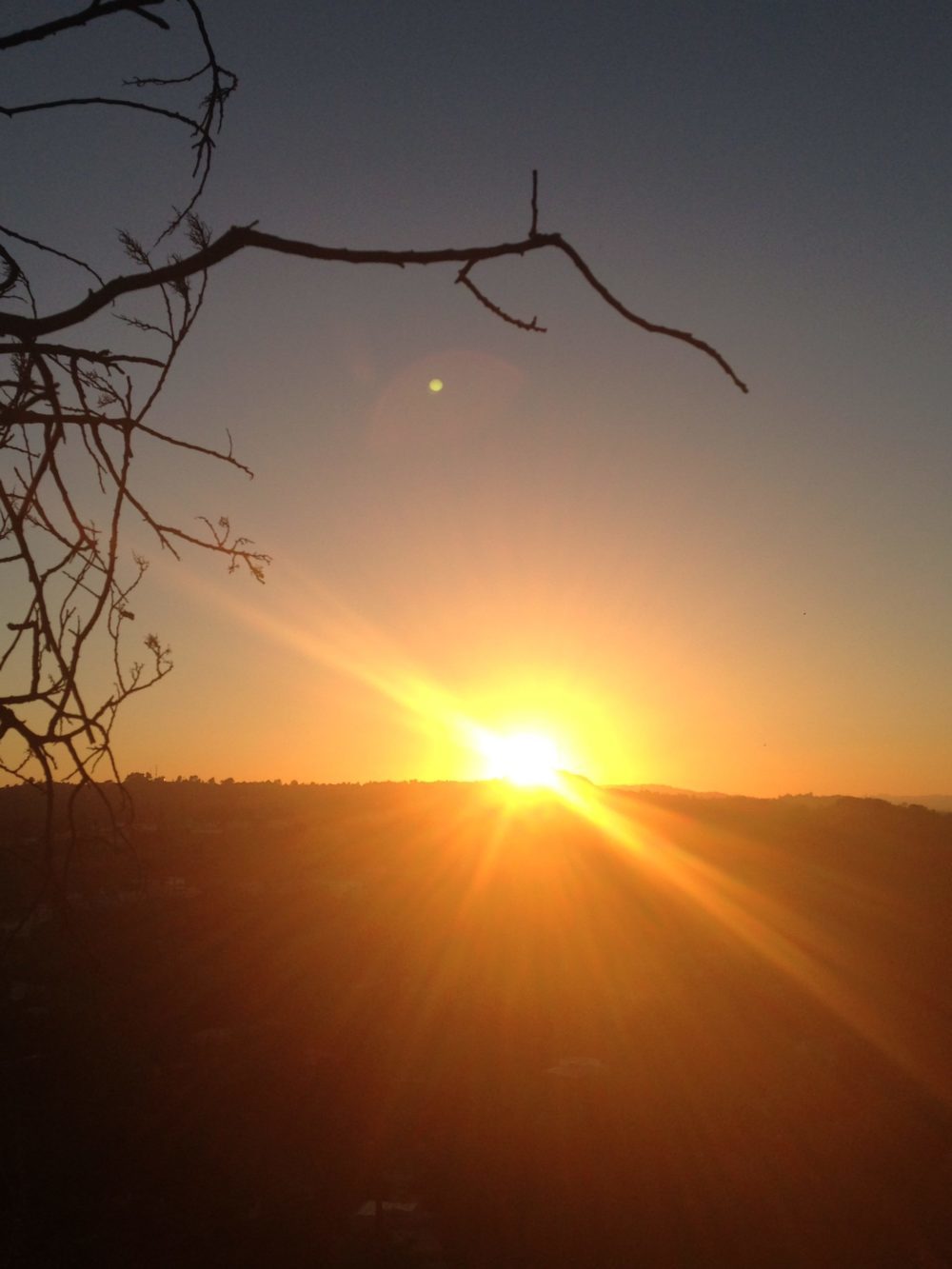 sunset with branch