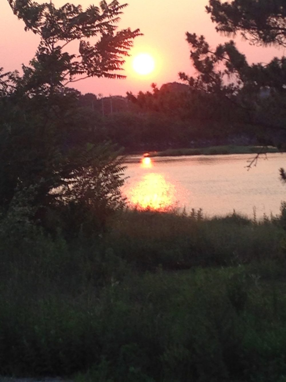 pink sunse and trees